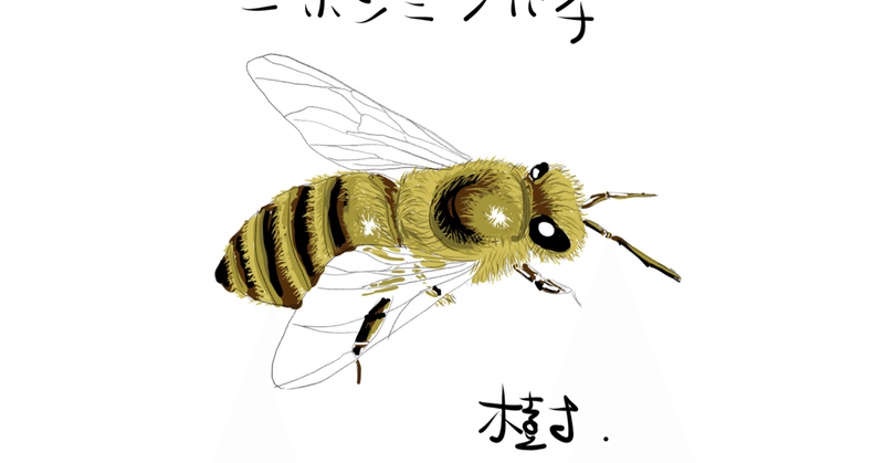 お店に来た生き物をスケッチする　日本ミツバチ