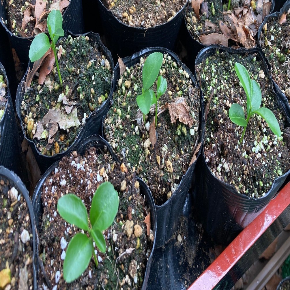 種から始める🍊栽培2：2ヶ月かけて四つ葉へ｜大森 雄貴 / Yuki Omori