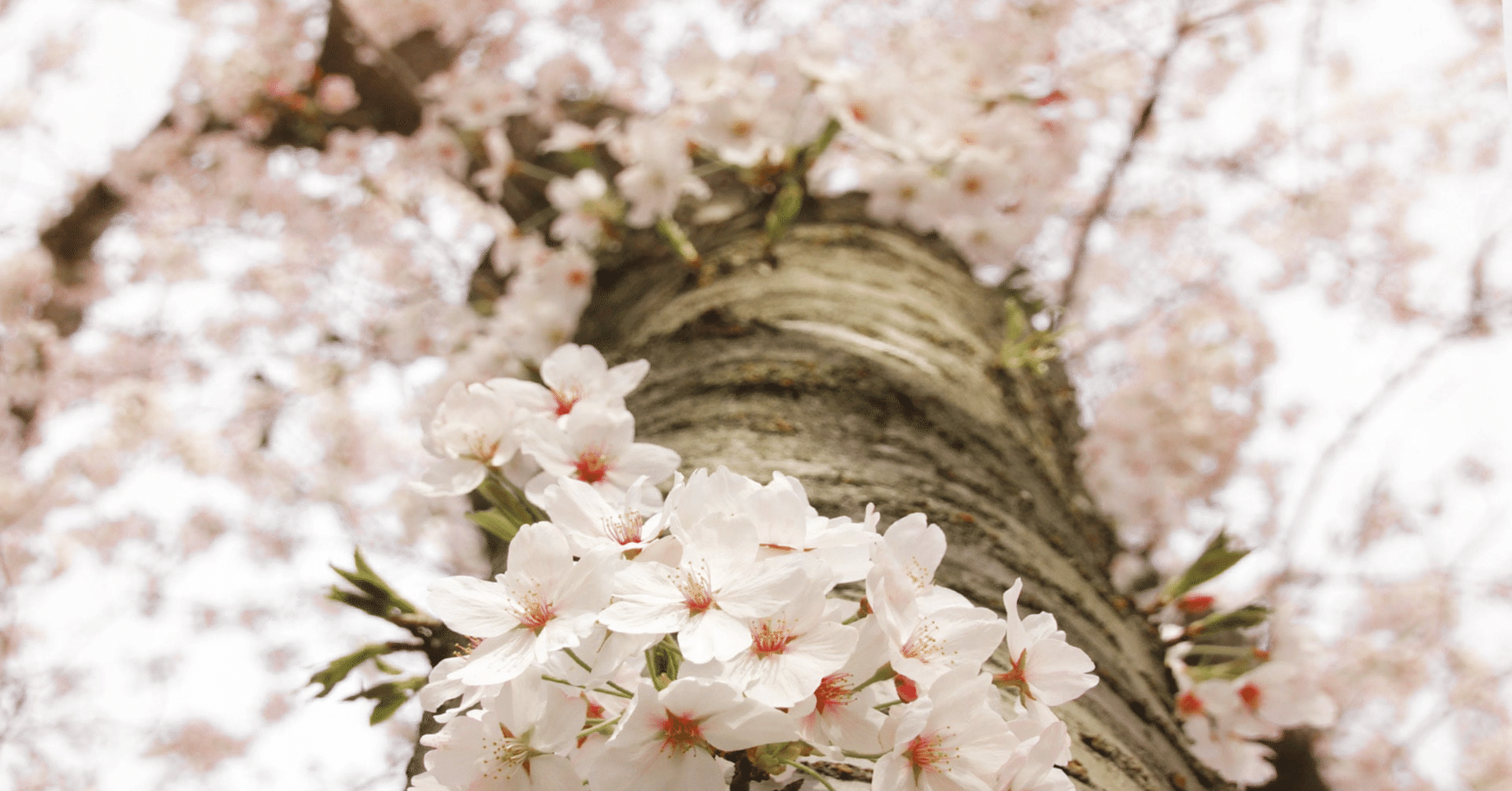 ひとの世よいつからとなく花の宴 Kusabue 現代俳句 Note