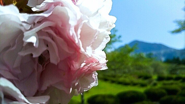 武甲山八重桜220423-1ブライト＆ビビッド.jpg70