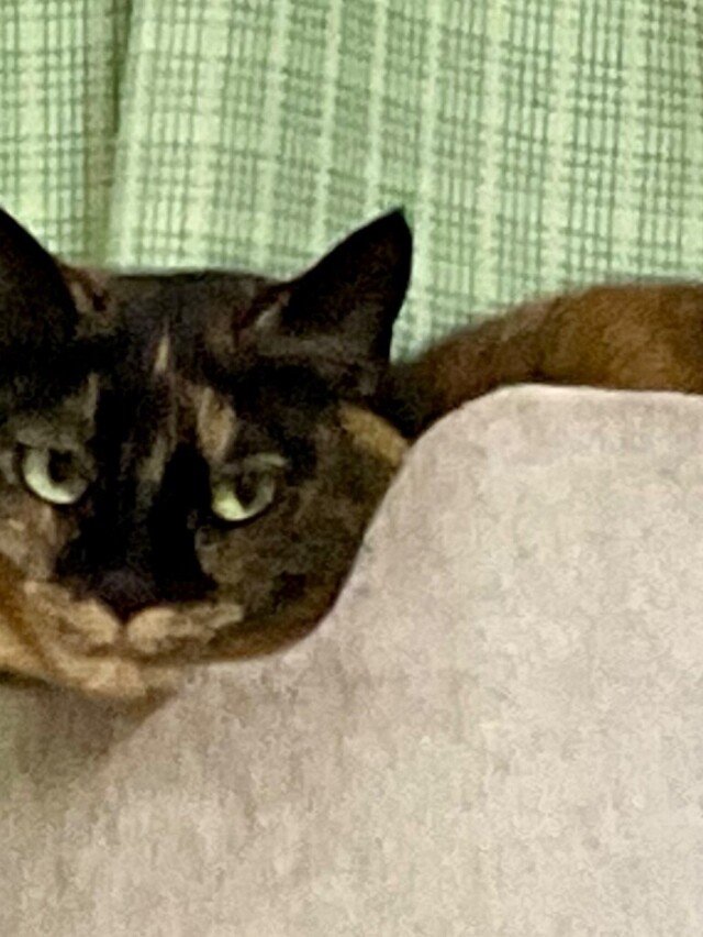 笑い猫（細村 誠)またはホムラマコト｜note