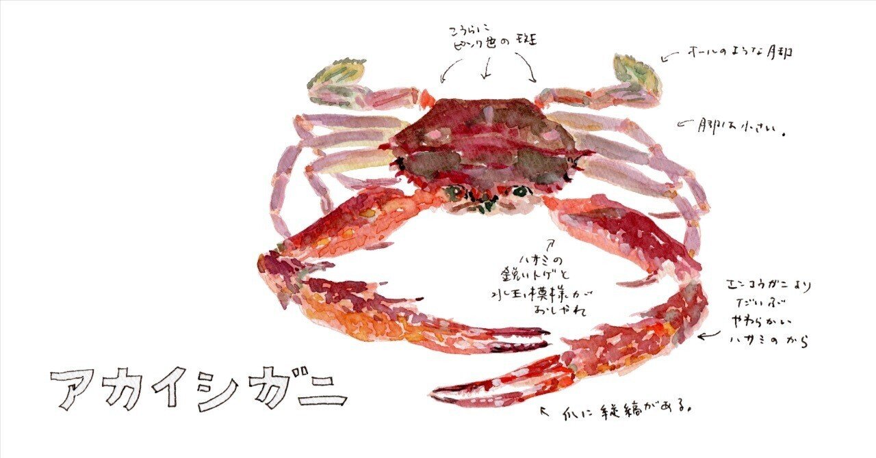三浦半島釣り魚図鑑 番外編(2) アカイシガニ｜さんぽ絵ずし