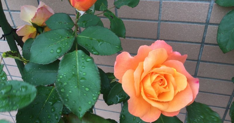【学校長ブログ】平和を願う「アンネのバラ」