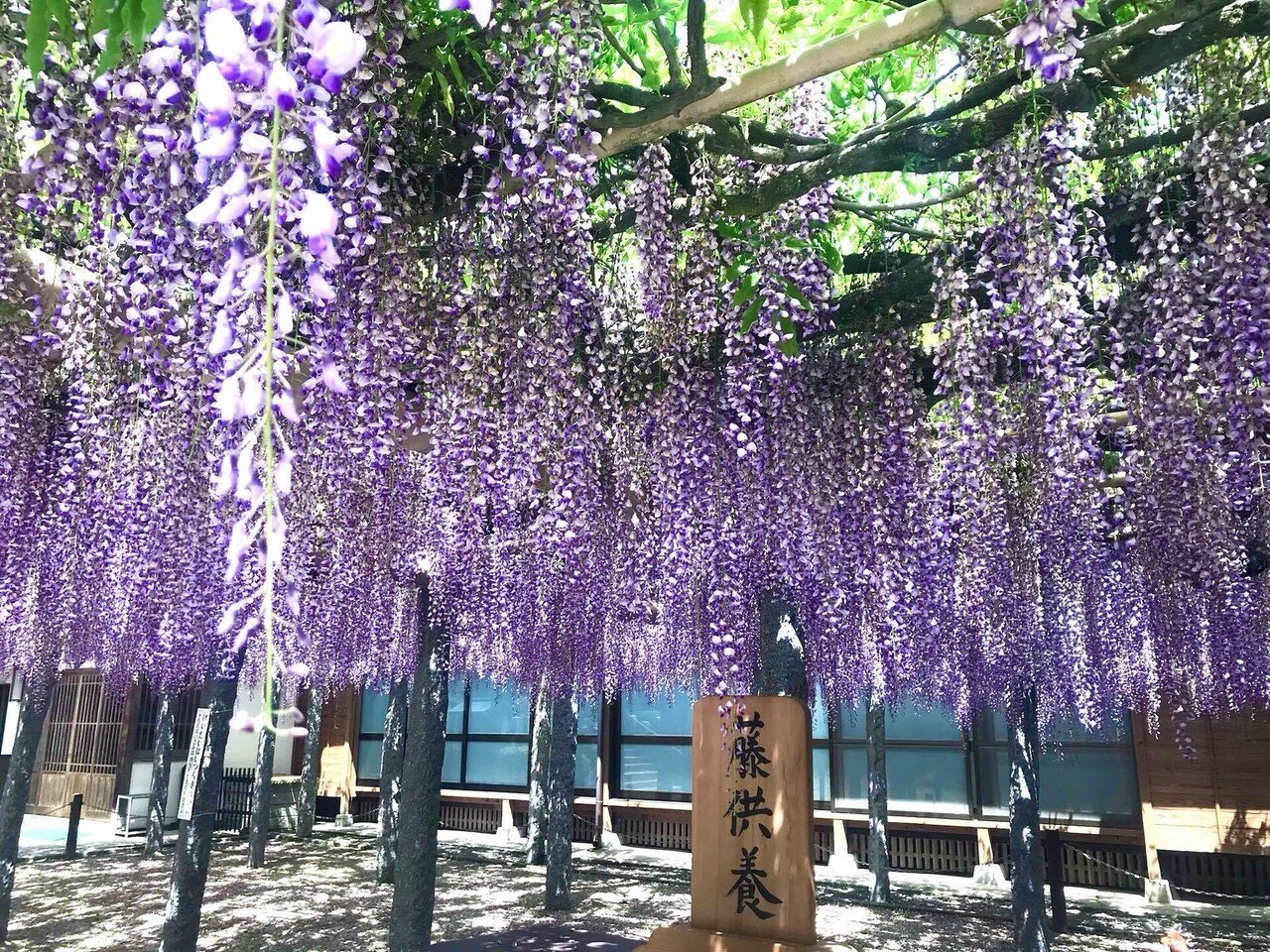 武蔵寺の藤を見に行った 美しかった 藤棚 写真 検索ワード Tomo536 ｔｏｍｏ Note