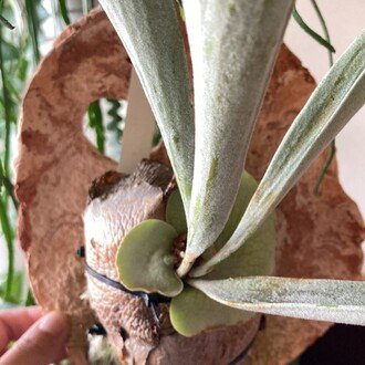 ベゴニアマクラータ 水苔 植物と幸福と わたしの日常 Note ベゴニアマクラータ 水苔 植物と幸福と わたしの日常 Note