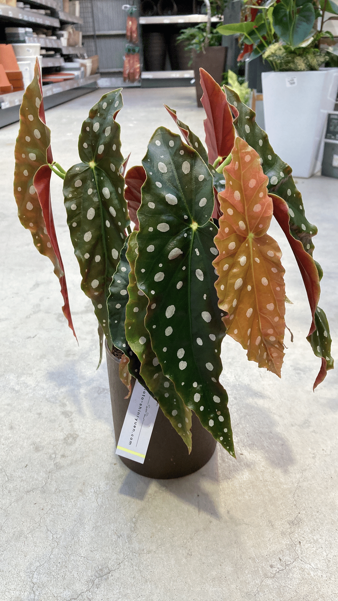 ベゴニアマクラータと葉挿しのお話 植物と幸福と わたしの日常 Note ベゴニアマクラータと葉挿しのお話 植物と幸福と わたしの日常 Note