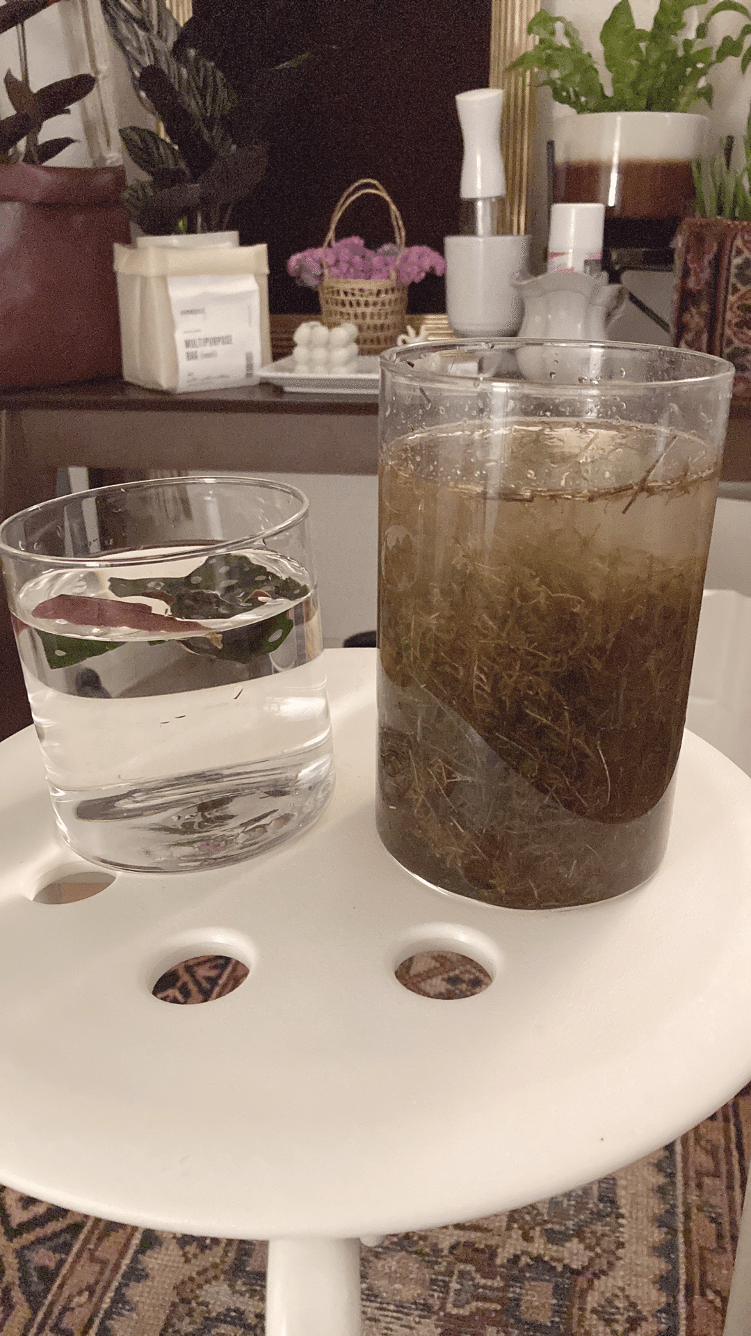 ベゴニアマクラータと葉挿しのお話 植物と幸福と わたしの日常 Note ベゴニアマクラータと葉挿しのお話 植物と幸福と わたしの日常 Note