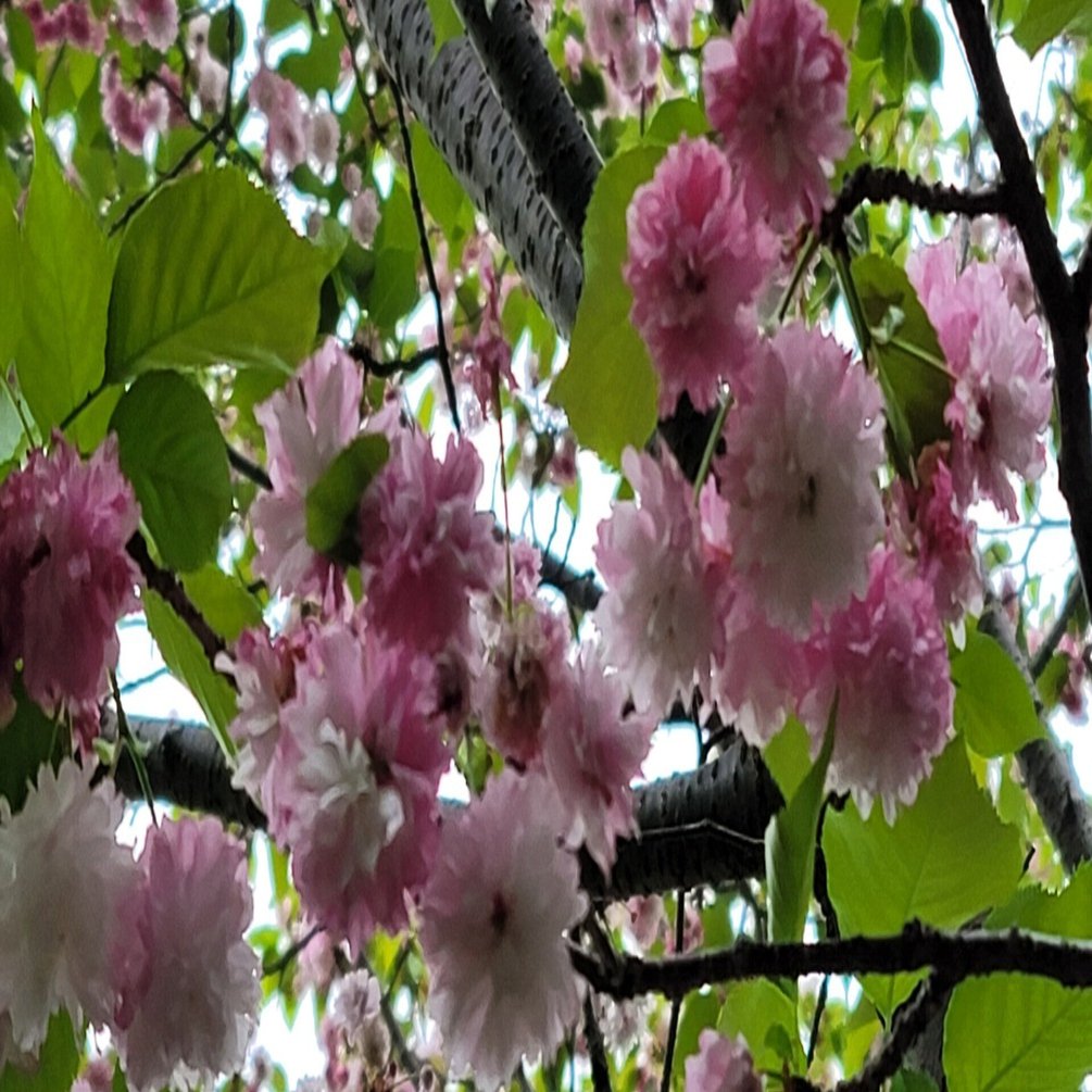 車中泊で 桜 と日本一周 38県目 愛知編 東山動植物園で最後に咲く桜と出会う 地球へ途中下車夫婦 根津眞澄 妻 オット Note