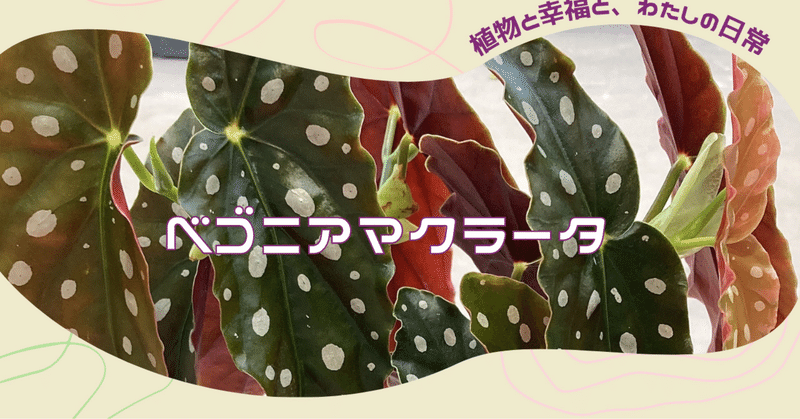 ベゴニアマクラータ 水苔 植物と幸福と わたしの日常 Note