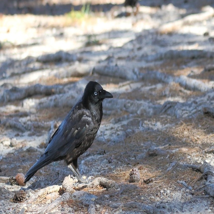 プラスチックより針金がいい カラスの作り編 ぶらり花子 Note