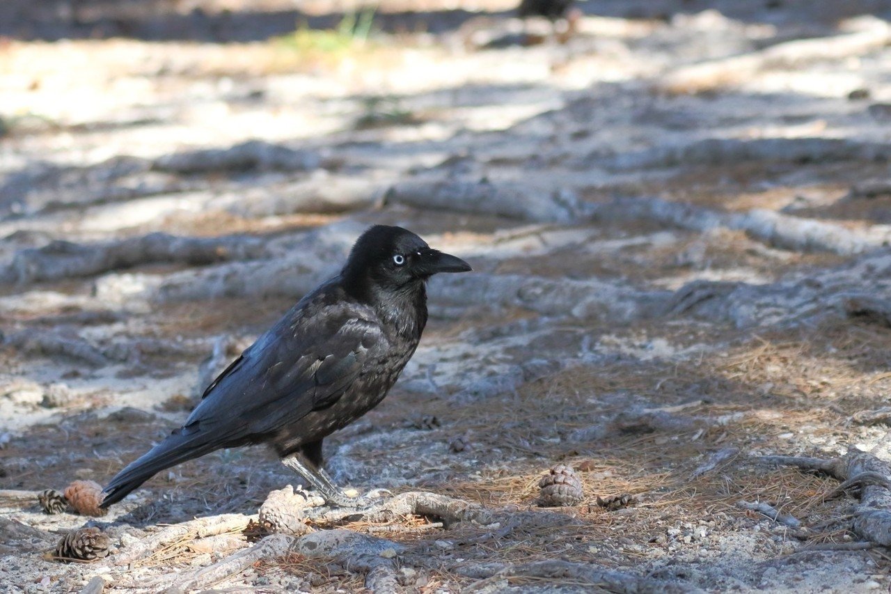 プラスチックより針金がいい カラスの作り編 ぶらり花子 Note プラスチックより針金がいい カラスの作り編 ぶらり花子 Note