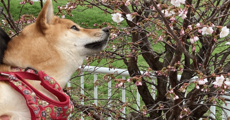 桜🌸開花！