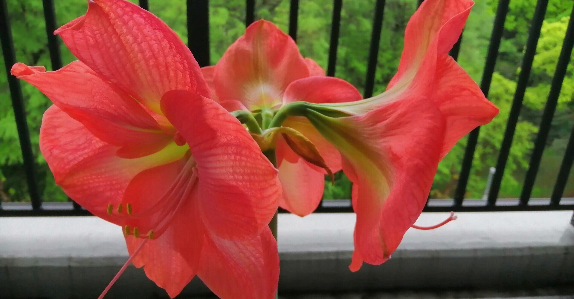 アマリリスが開花しました Ad Publicity Note アマリリスが開花しました Ad Publicity Note