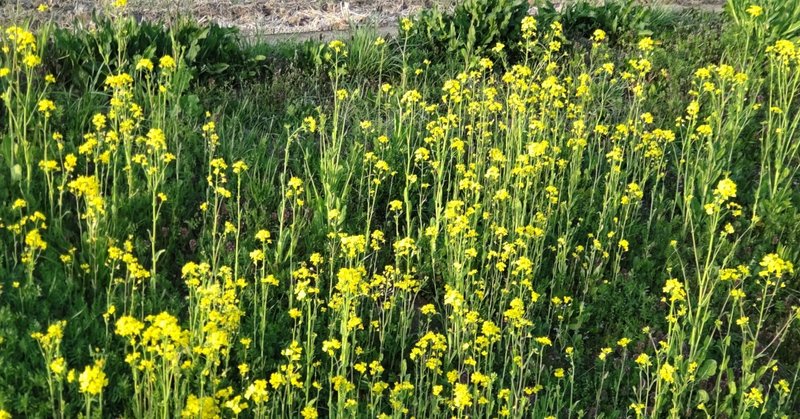 俳句幼稚園 菜の花 K Maru027 Note