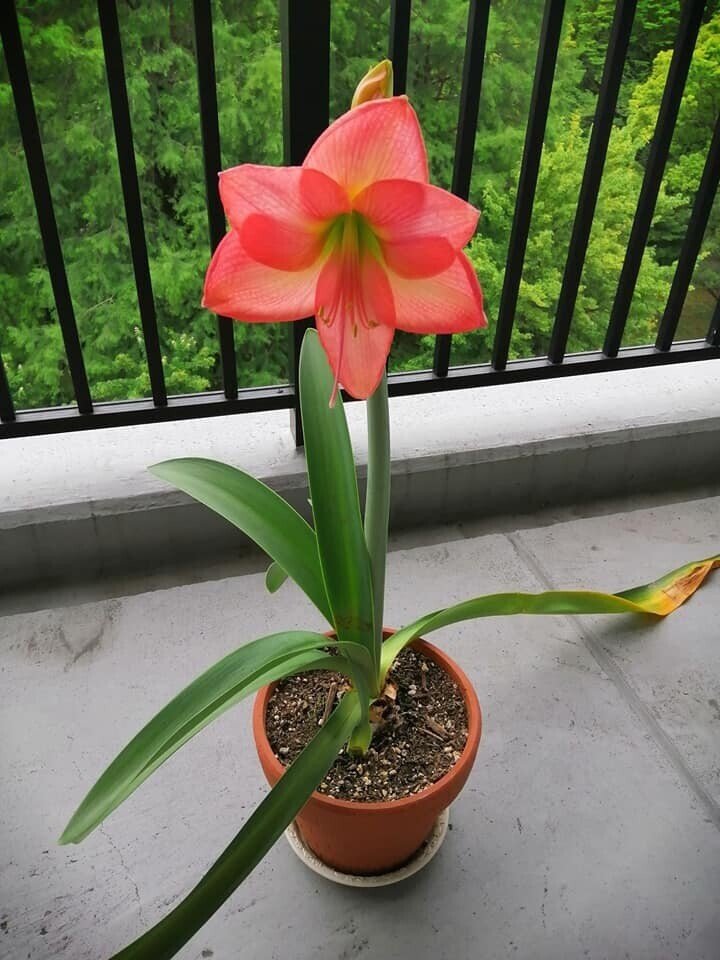 アマリリスが開花しました Ad Publicity Note アマリリスが開花しました Ad Publicity Note