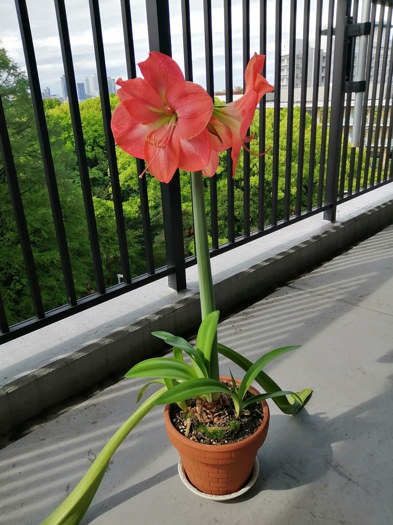 アマリリスが開花しました Ad Publicity Note アマリリスが開花しました Ad Publicity Note