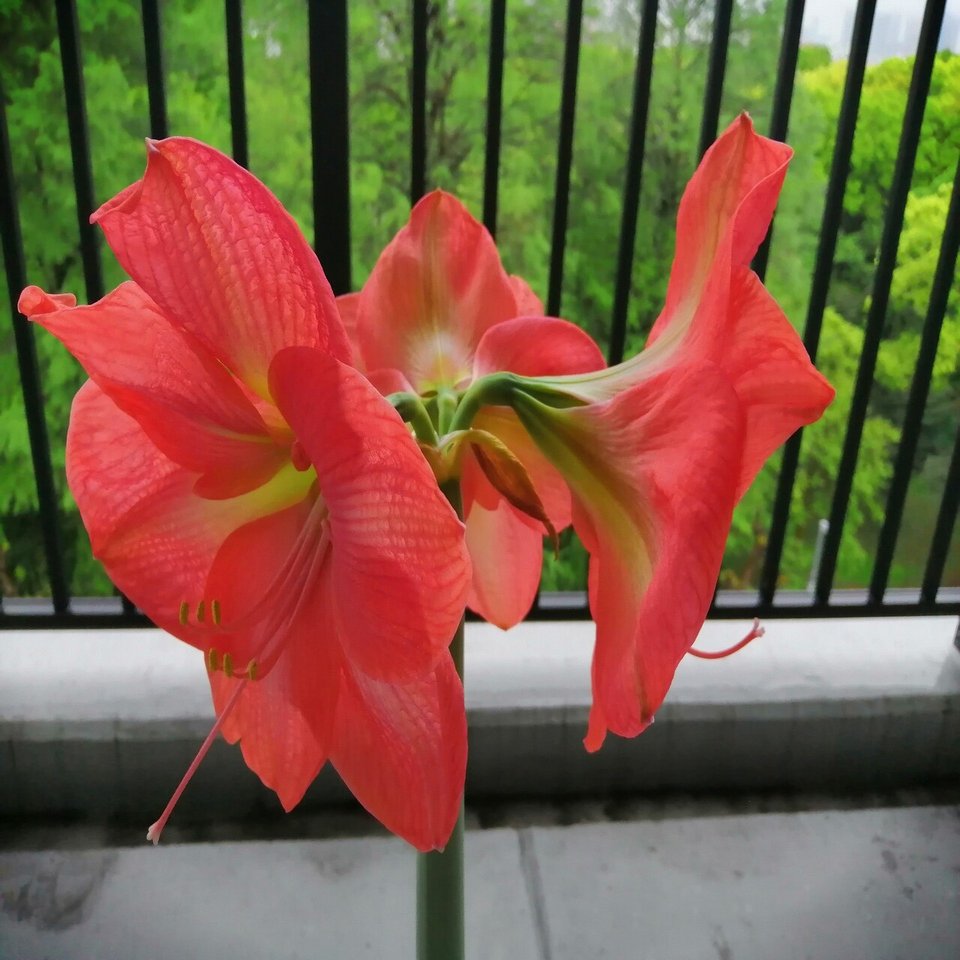 アマリリスが開花しました Ad Publicity Note