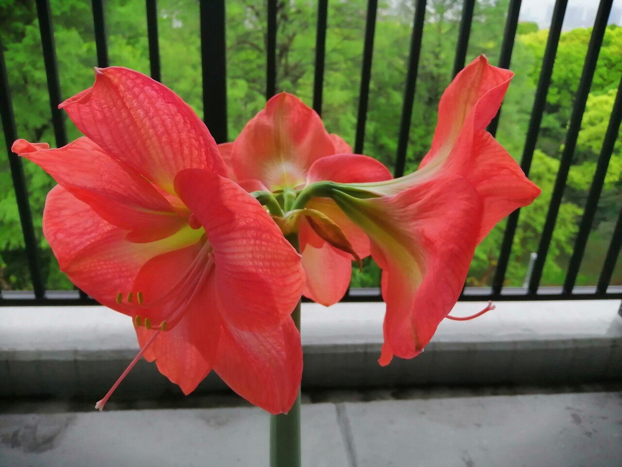 アマリリスが開花しました Ad Publicity Note アマリリスが開花しました Ad Publicity Note