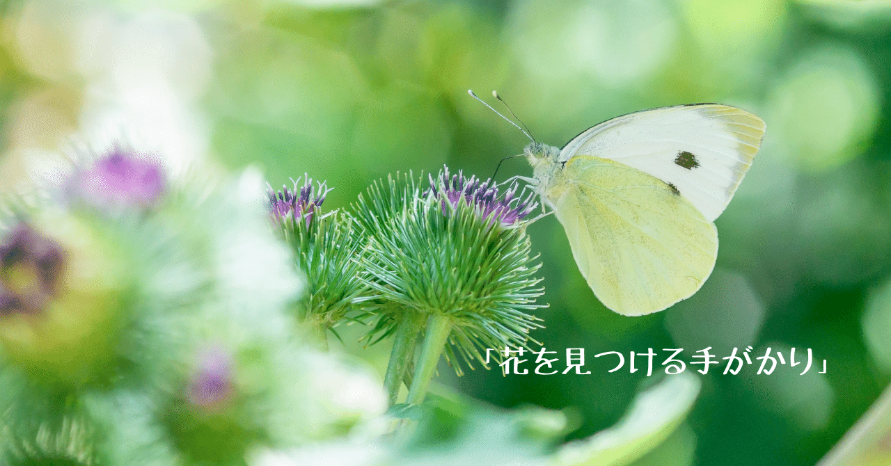 花を見つける手がかり の新着タグ記事一覧 Note つくる つながる とどける 花を見つける手がかり の新着タグ記事一覧 Note つくる つながる とどける