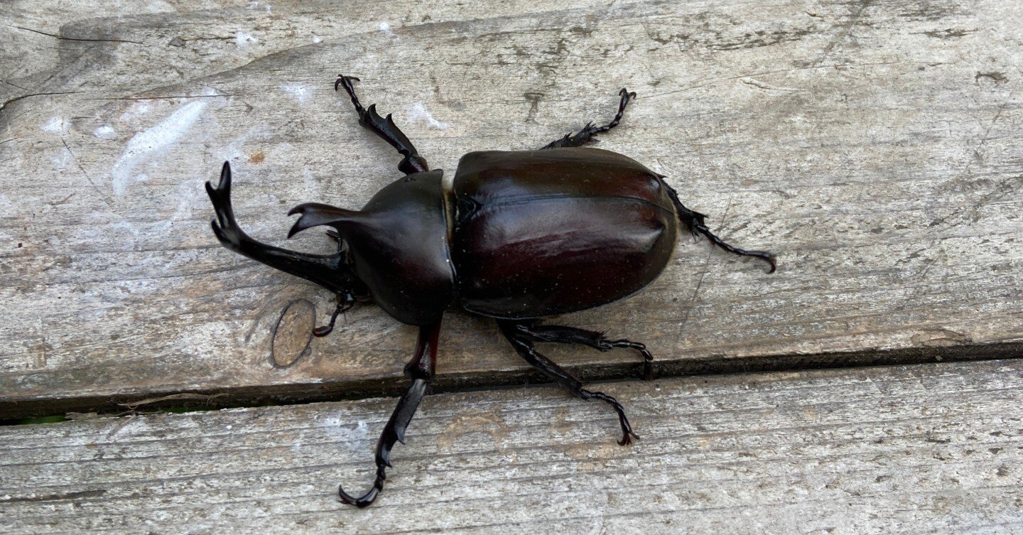 茶色のカブトムシ カブトムシの色】黒・茶・赤いろいろな色から「種の多様性」を考える