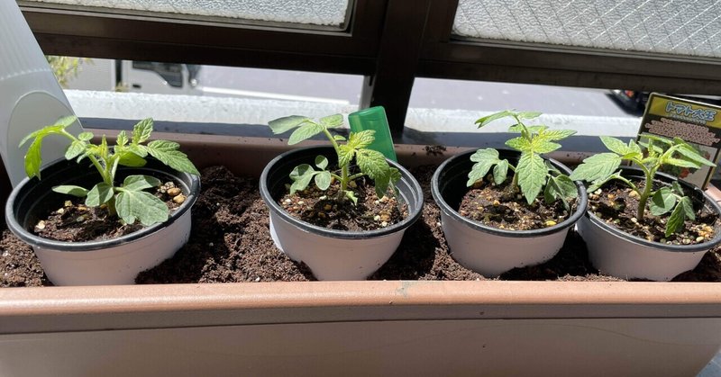 夏に向けて『ミニトマト家庭菜園』始めました！