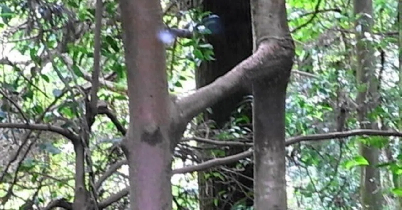 「比翼の鳥」と「連理の枝」|ふすま紙の成願