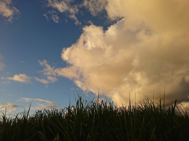 野原は千代田のキビ畑越しの雲。

このあと、土砂降りになった昨日の夕方。。。