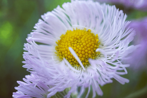 春紫苑 の新着タグ記事一覧 Note つくる つながる とどける 春紫苑 の新着タグ記事一覧 Note つくる つながる とどける