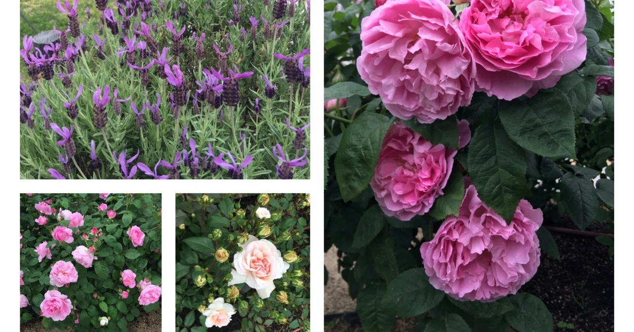 「中之島公園の薔薇芳香に包まれて」｜Frau Schnitt