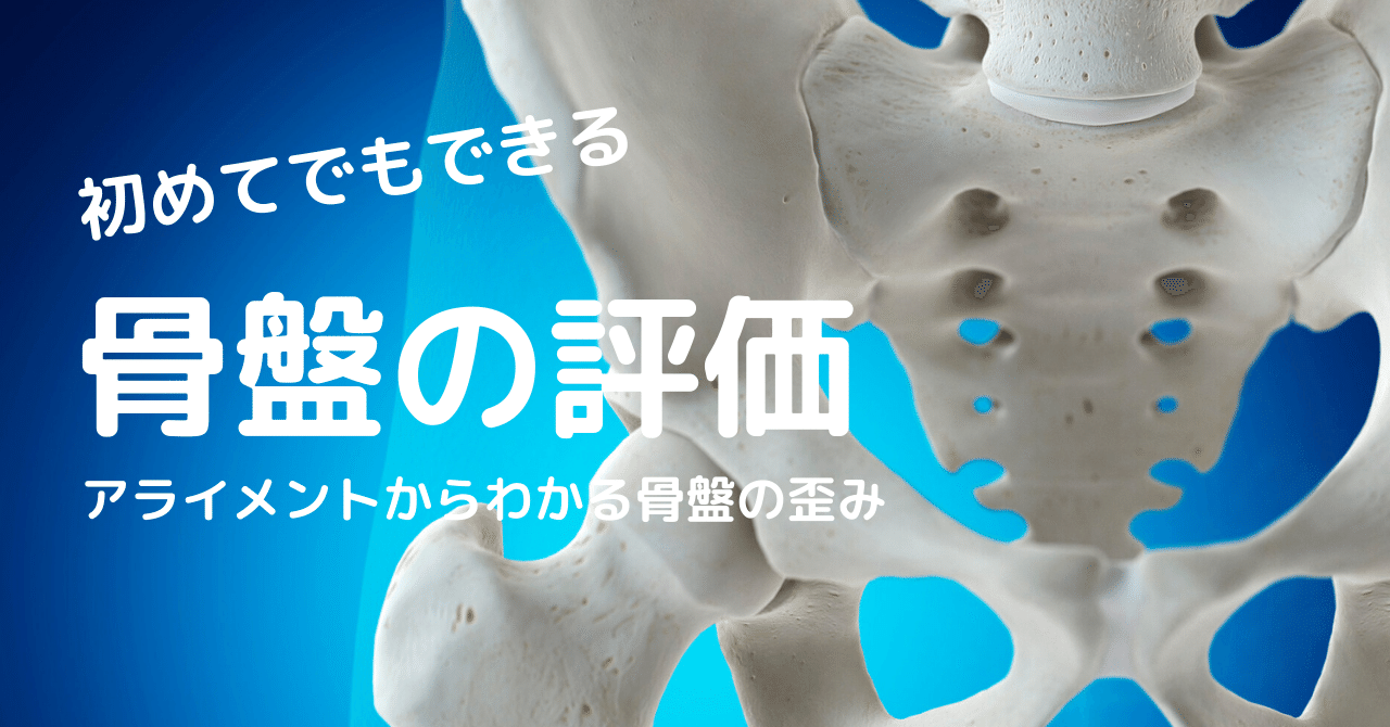 初めてでもできる！骨盤のアライメント評価方法！〜骨盤解剖