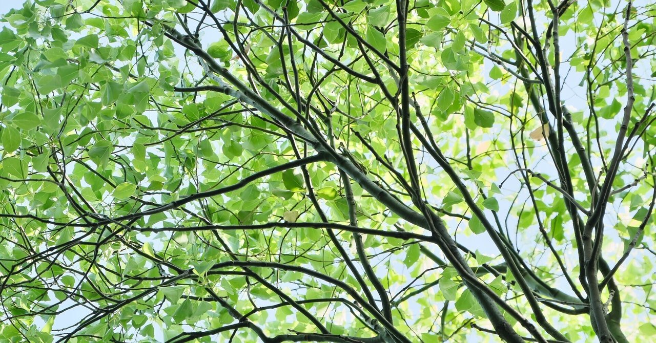 県木の森の木の葉｜燿 (hikari)