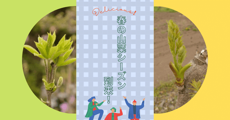 春の山菜シーズン到来！