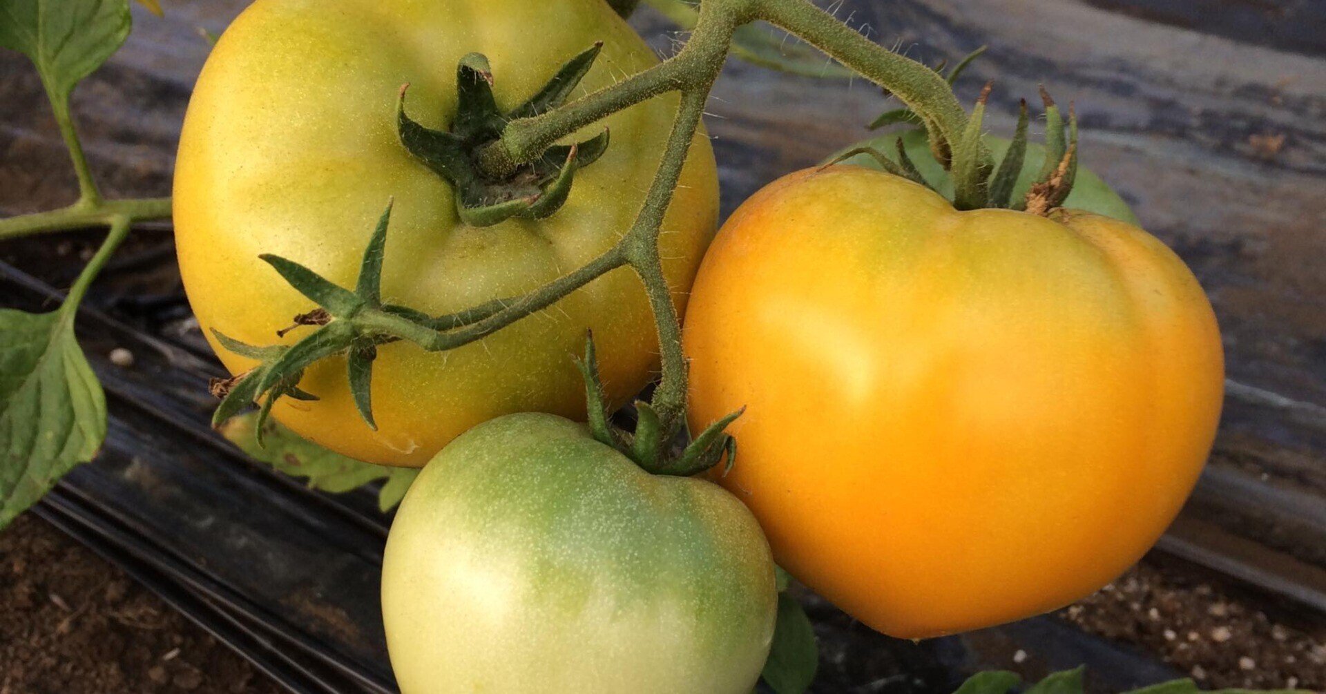 こたろうトマト22 全39種 その2 桃太郎ゴールド 那須高原こたろうファーム Note こたろうトマト22 全39種 その2 桃太郎ゴールド 那須高原こたろうファーム Note