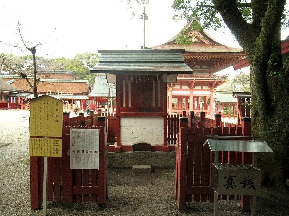 8津島神社摂社柏樹社