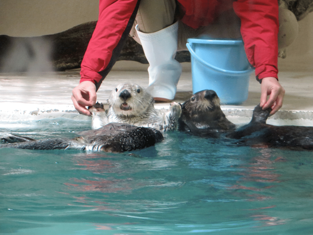 鳥羽水族館　コレクションカード　メイ（レア）　ポテト　ラッコ　赤ちゃん m62210921208_1.jpg?1754566014