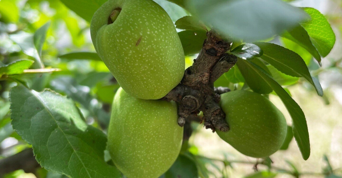 木瓜 ボケ の実を観察 花と日々 Yas Note 木瓜 ボケ の実を観察 花と日々 Yas Note