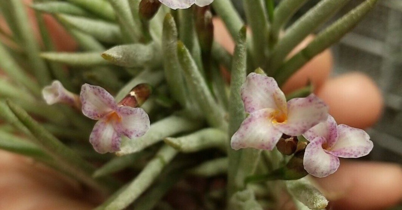 チランジア ファシクラータ, Teotitlan 開花株 【公式通販】
