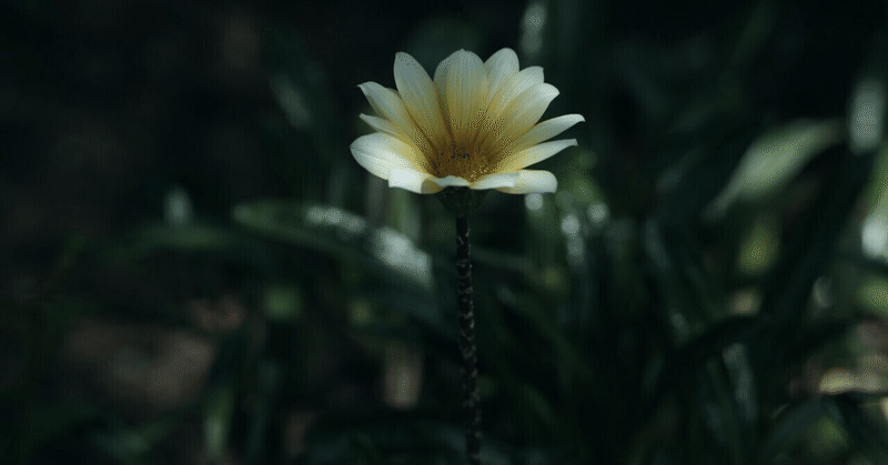 雑記（六六）