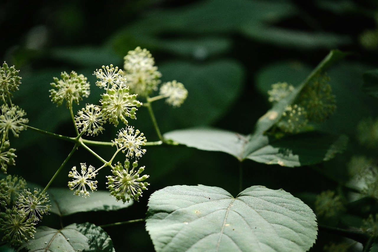 美しい球状の花 ウド Hhaannaaiihh Note 美しい球状の花 ウド Hhaannaaiihh Note
