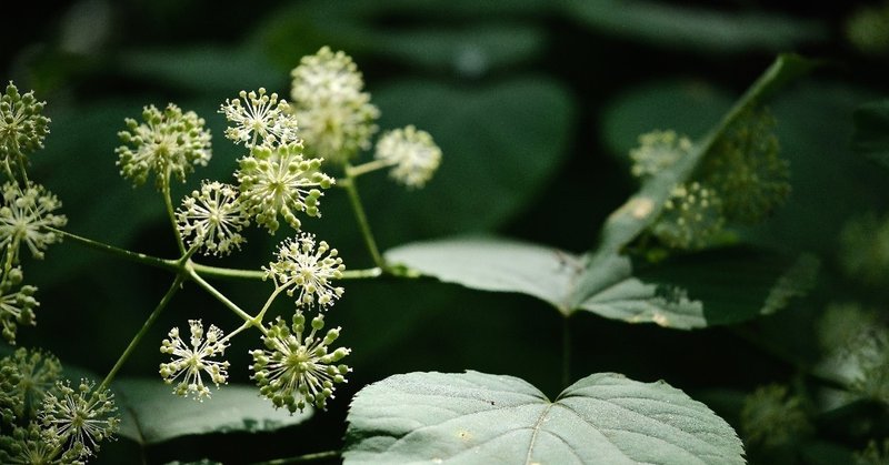 美しい球状の花 ウド Hhaannaaiihh Note