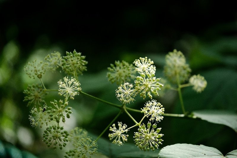 美しい球状の花 ウド Hhaannaaiihh Note