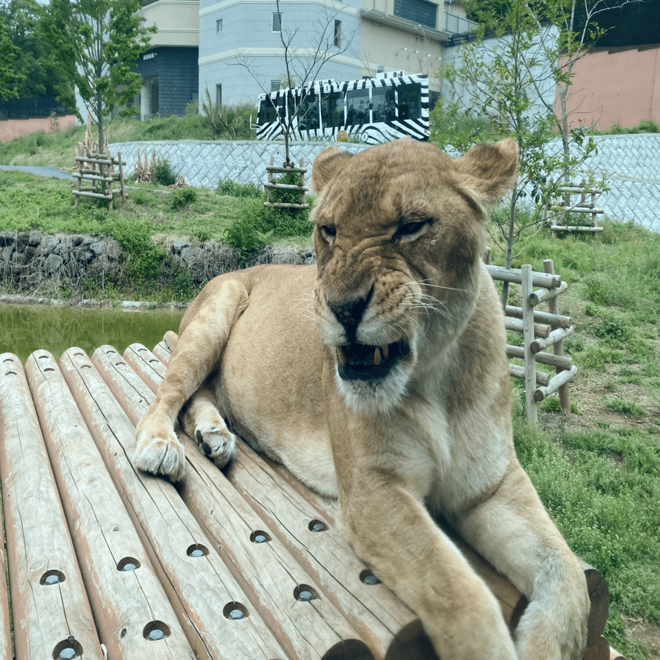 多摩動物公園 ライオンバスに乗ってきた 果歩 Note