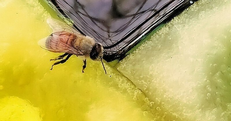 迷子のミツバチ(´◉◞౪◟◉)