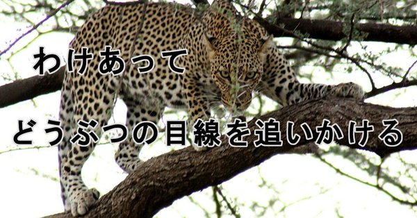 まるまるサファリの本 ver.3 まるまるサファリの本』＊編集の裏ばなし - ケニア旅行｜武田