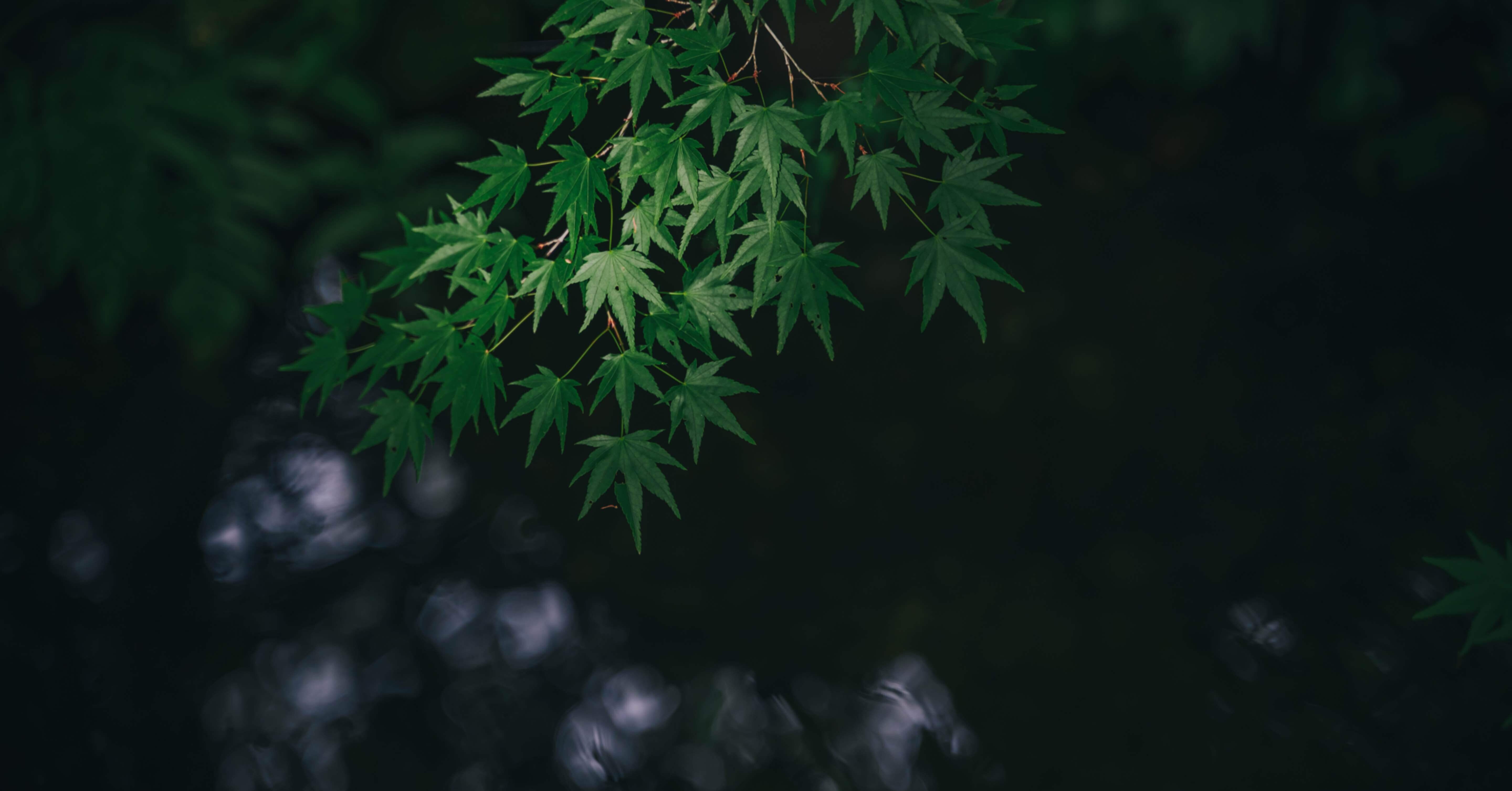 京都 新緑の瑠璃光院が美しかった Yuma Takatsuki Note