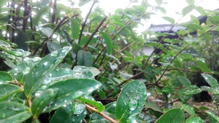 今日も天気は雨模様。