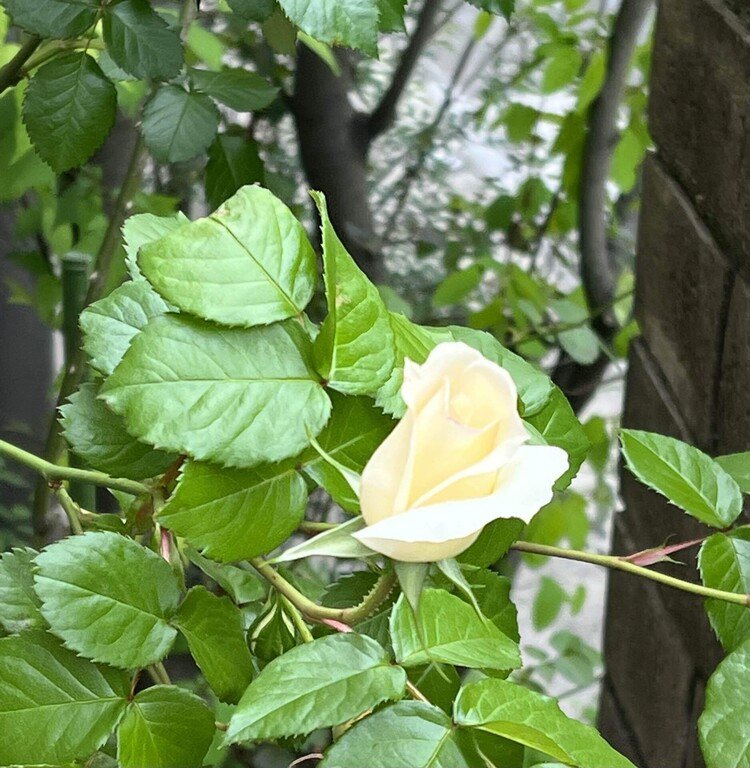 今年は4月に入ってからも寒い日があって、植物は生長をすることをためらう日があるようだ。美枝（よしえ）さんの薔薇と私が呼ぶ薔薇は、少し遅れたが忘れずに咲き始めた。2010年足利フラワーパークで買った薔薇。私達の最後の旅行になってしまった。