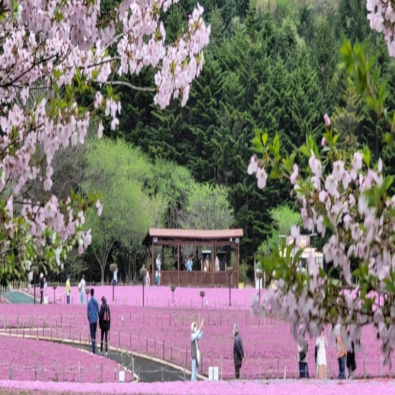 車中泊で 桜 と日本一周 40県目 山梨編 芝桜と桜 ピンクの二重奏に胸キュンキュン 地球へ途中下車夫婦 根津眞澄 妻 オット Note
