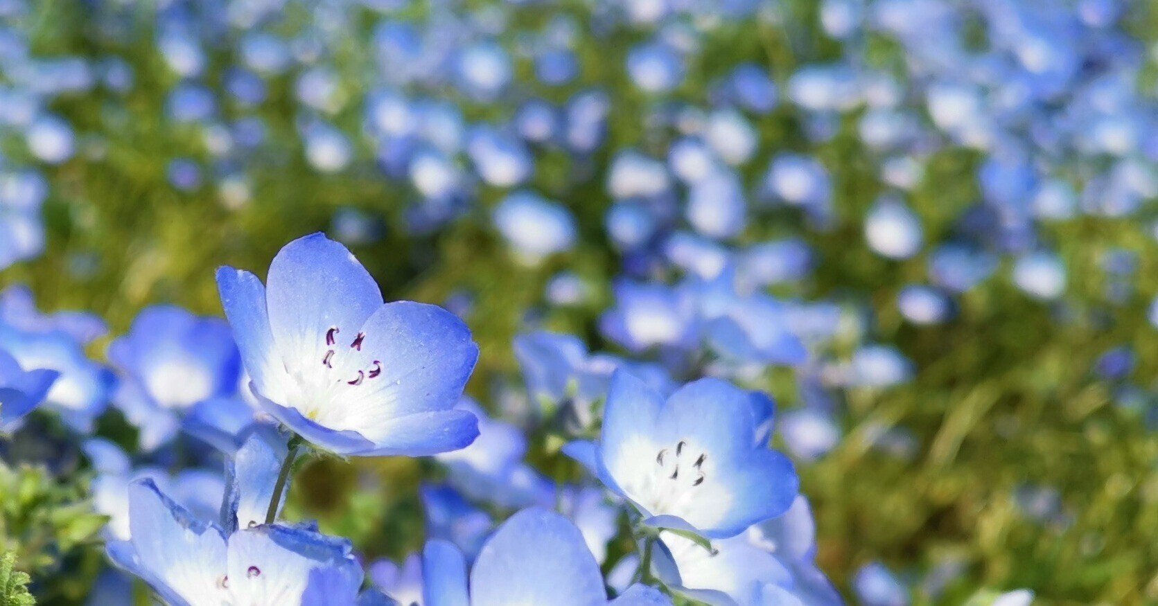 松田好花概論 ひなたに咲く好きな花の色 Soh Note 松田好花概論 ひなたに咲く好きな花の色 Soh Note