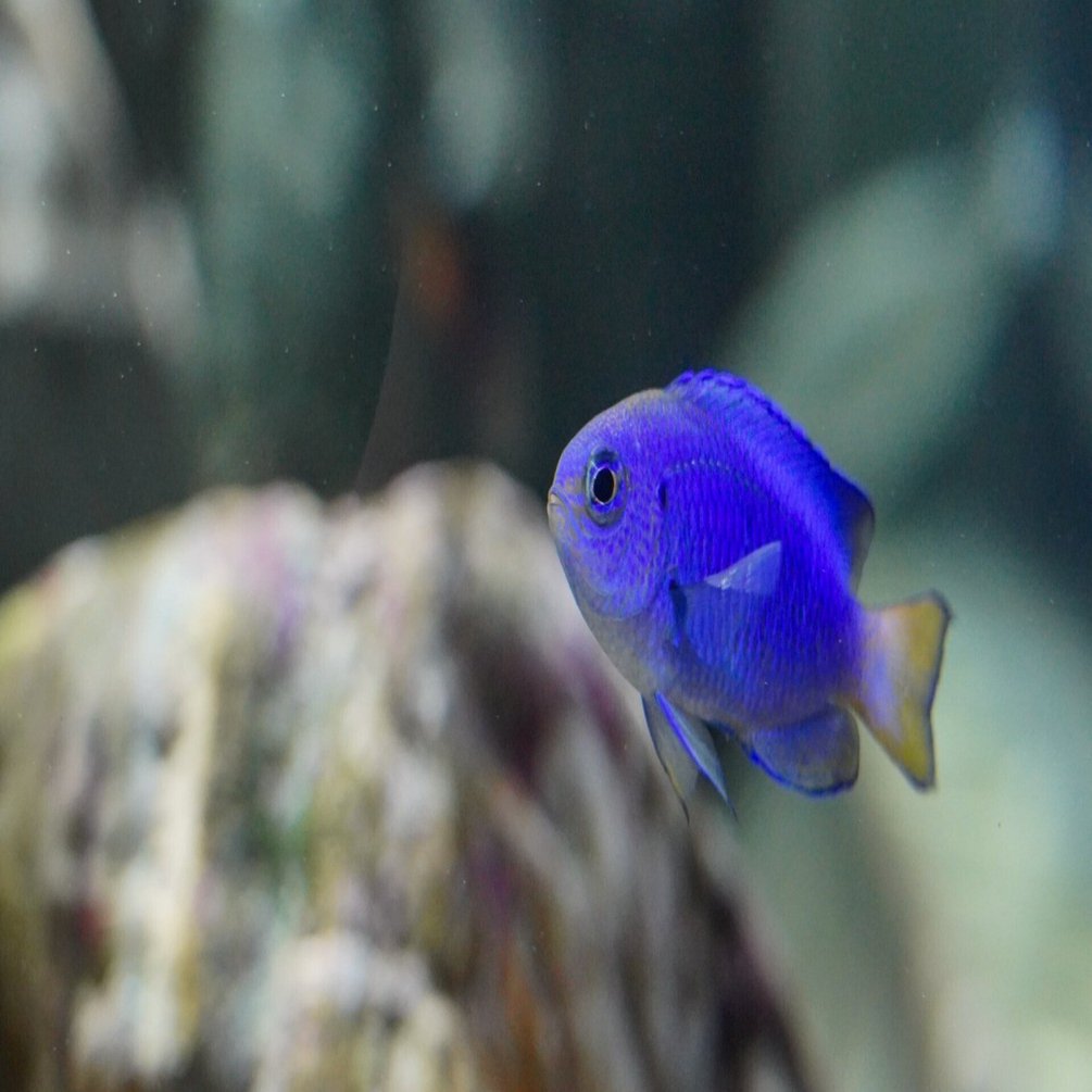 綺麗だよね ダイビングすると感動するコバルトブルーの魚 稲垣湧斗 Note